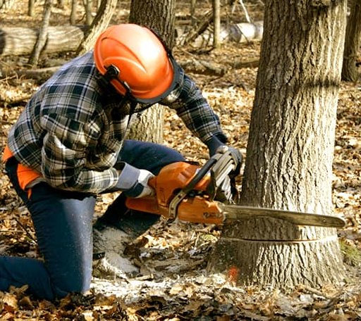 Tree Removal in Strunk, KY